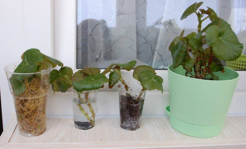 Размножение клубневой бегонии. Период покоя