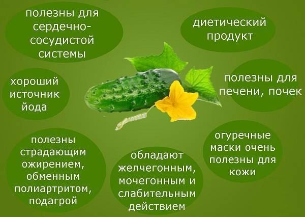 Горькие огурцы – как этого не допустить, в чём причины, что делать с такими огурцами