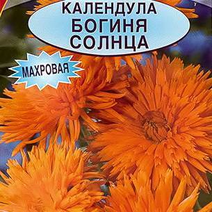 Календула: как выглядит, где растет, описание