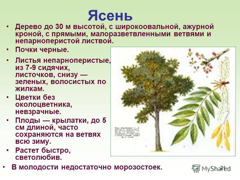 Ясень латынь фото - DelaDom.ru