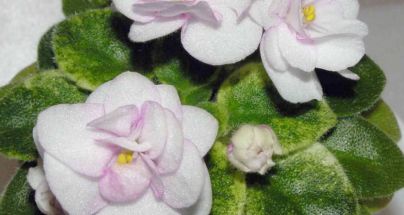 Фиалка: виды и описание сортов для дома (60+ фото)