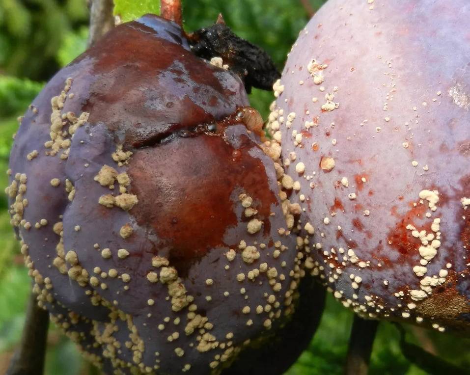 Монилиоз: лечение и профилактика, меры борьбы