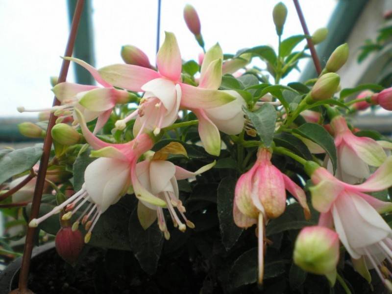 Фуксия (Fuchsia) – уход, фото, виды
