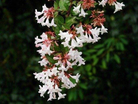 Абелия (Abelia) – уход, фото, виды