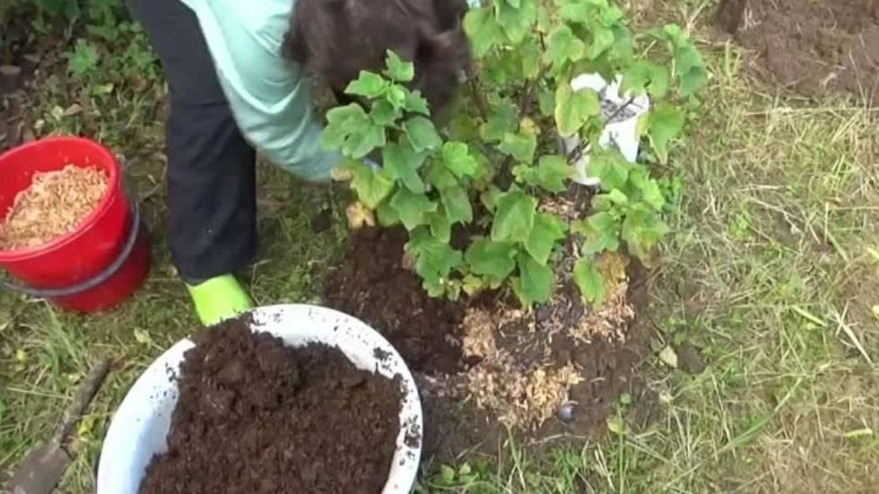 Аукуба японская: золотое дерево дома, уход и фото