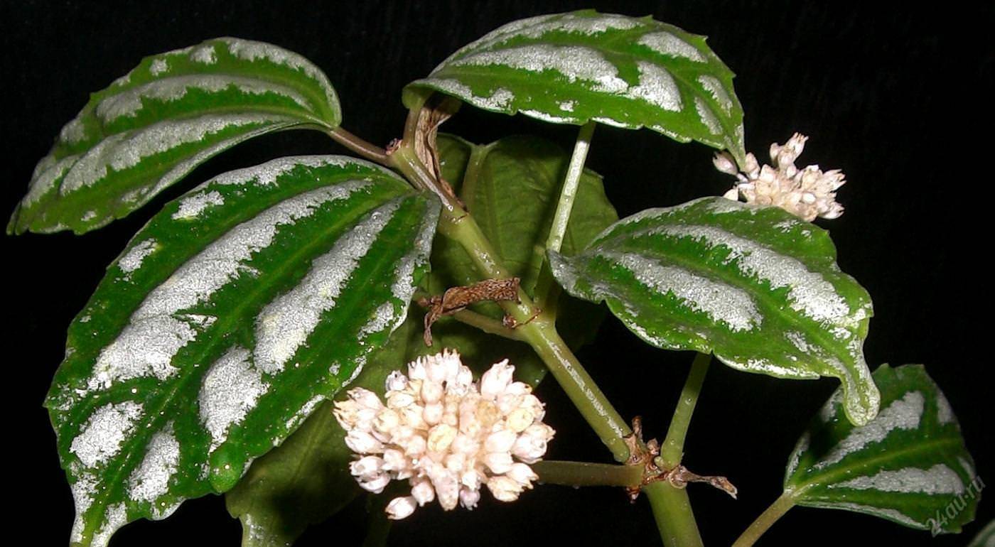 Красавица пилея: 16 видов с бархатистой листвой