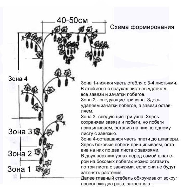 Баклажаны уход и выращивание в открытом грунте: посадка, как выращивать, на каком расстоянии сажать, что положить в лунку при посадке, когда сажать | qlumba.com