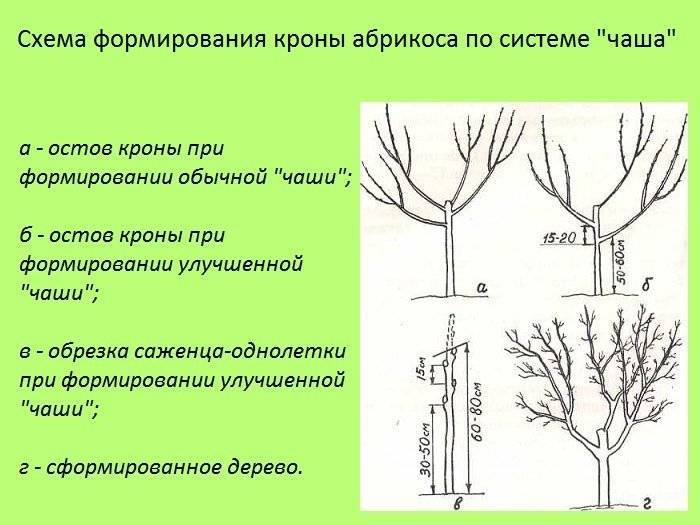Соверен - правильная обрезка яблонь, кроны деревьев, как правильно сделать?