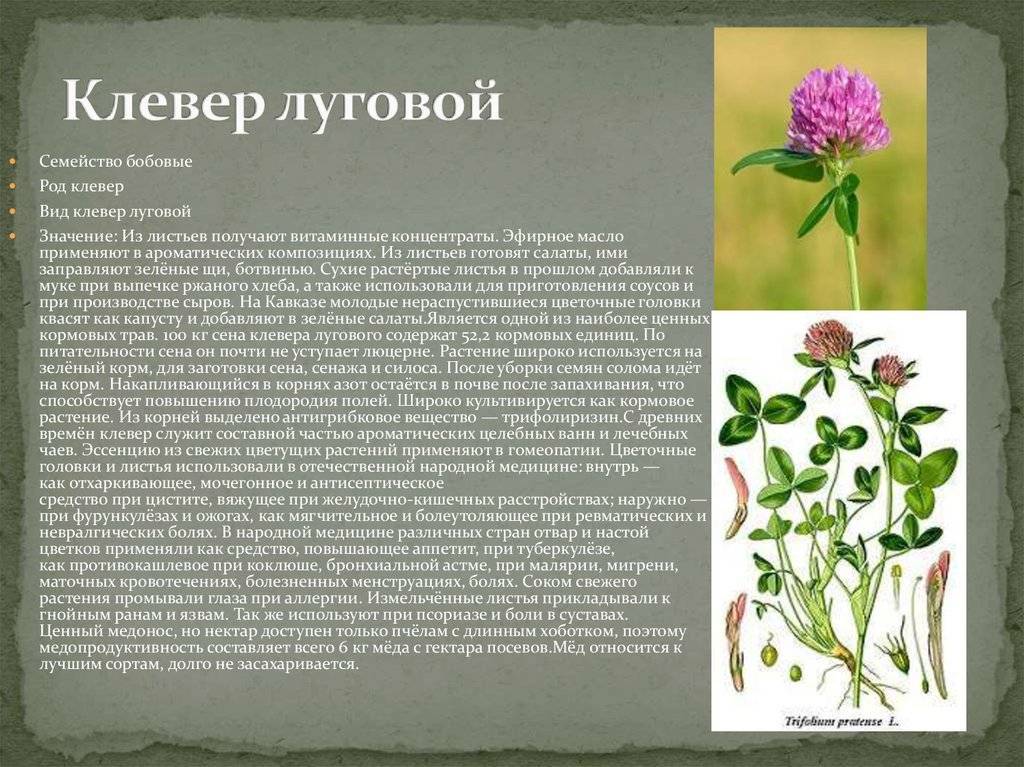 Виды бегонии
