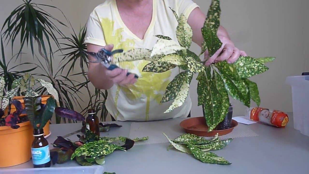 Кротон (кодиеум) - выращивание и уход в домашних условиях