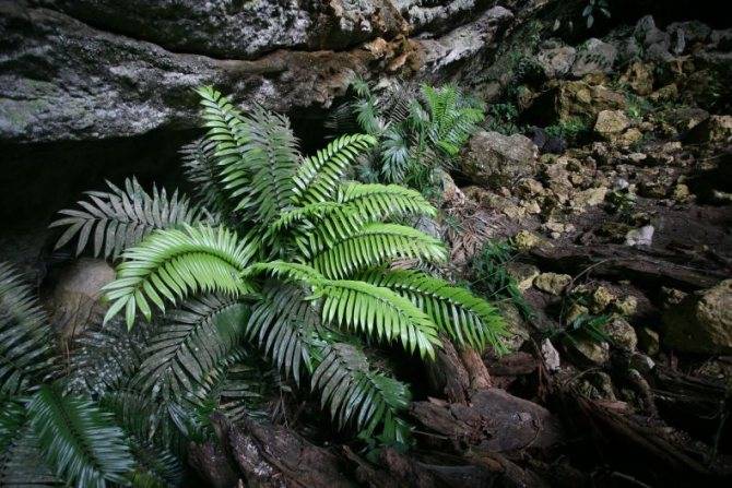Замия (Zamia) – уход, фото, виды
