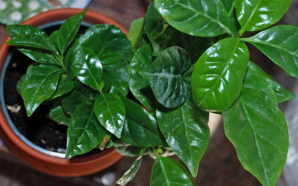 Особенности ухода за кофе арабика как за комнатным растением