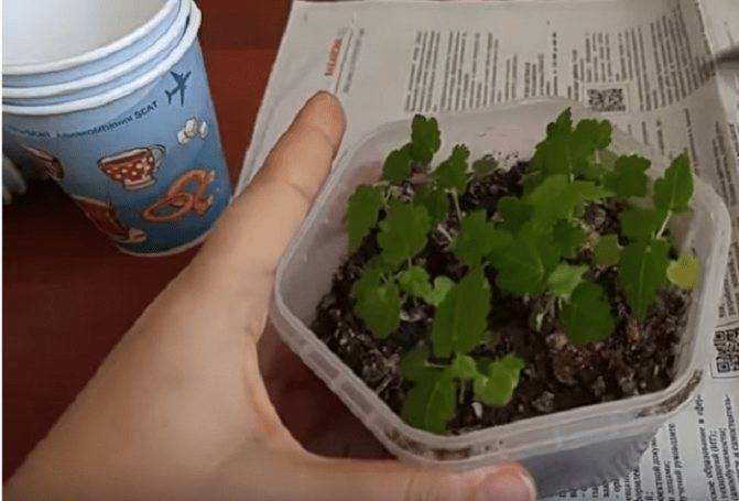 Абутилон или Комнатный клен