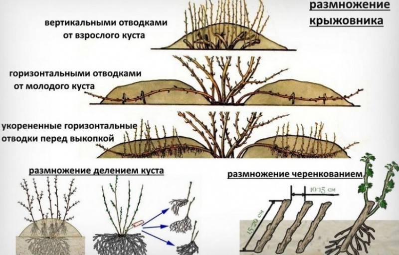 Крыжовник: выращивание в саду, обрезка, обработка