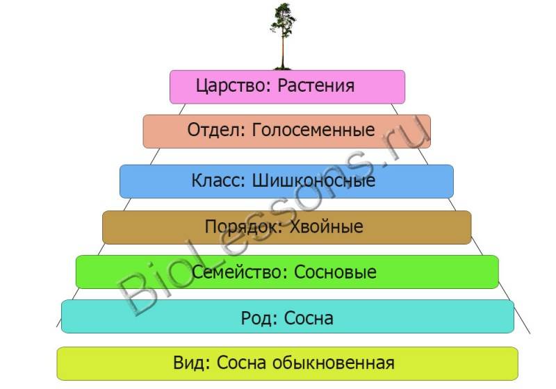 Рутовые