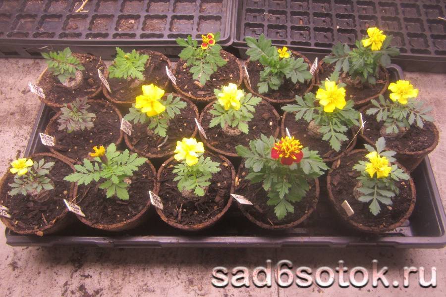 Бархатцы: посадка в грунт, выращивание и сорта