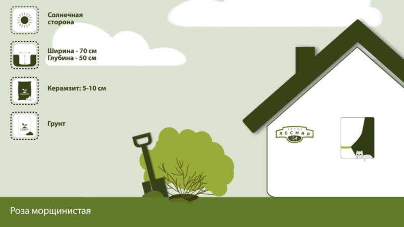 Роза Кимоно: описание, особенности ухода и выращивания, фото