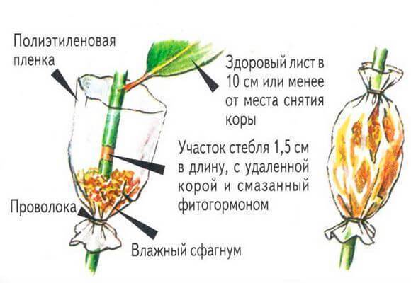 Драцена в домашних условиях