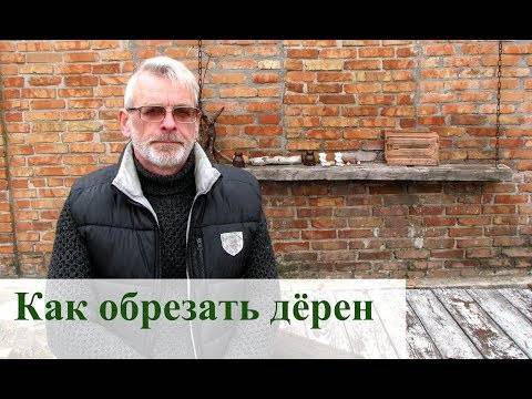 Дерен пестролистный: размножение черенками, особенности выращивания, формирование куста