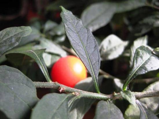 Паслен (Solanum) – уход, фото, виды