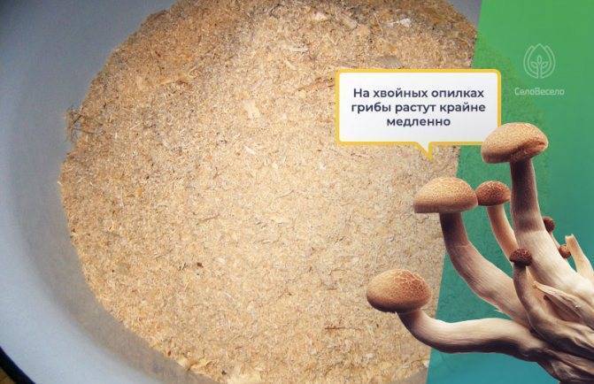 Как составить идеальный субстрат для шампиньонов – что и в каких пропорция нужно смешивать?