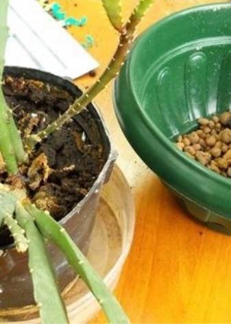 Эпифиллум — уход в домашних условиях, фото видов, размножение