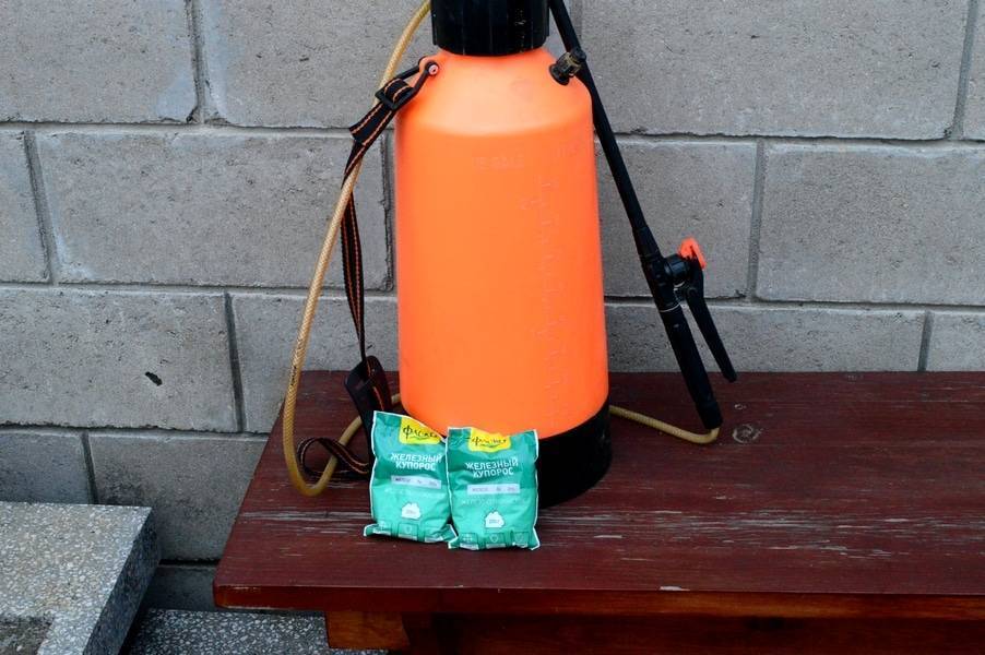 Осенняя обработка винограда железным купоросом – с чем нельзя смешивать и с чем помогает справиться препарат?