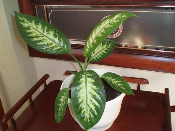 Диффенбахия (Dieffenbachia) – уход, фото, виды