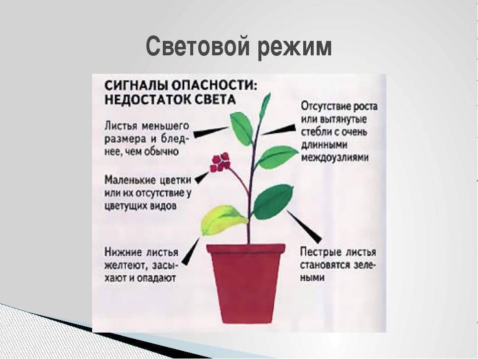 Уход за орхидеей: особенности посадки и ухода