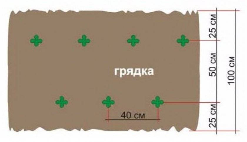Бузульник – посадка и уход,фото-как вырастить из семян — дом и сад