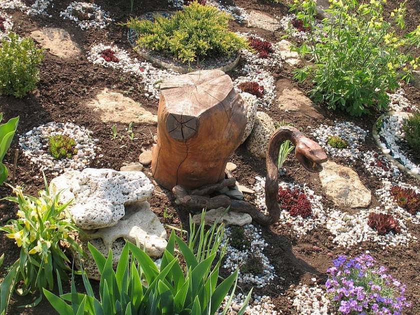 Молодило — суккулент с лечебными свойствами