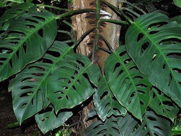 Монстера (Monstera) – уход, фото, виды