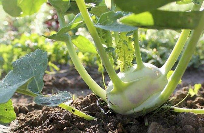 Капуста кольраби: фото с описанием, выращивание в открытом грунте, сроки сбора урожая