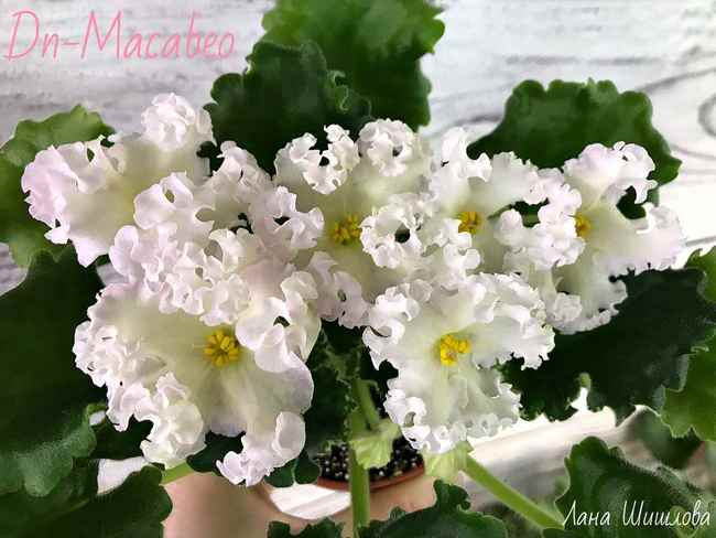 Кутровые