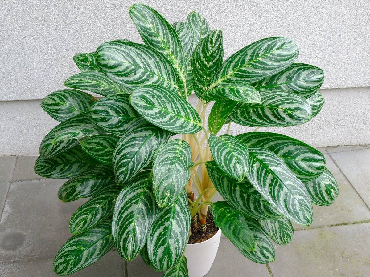 Монстера: размножение, уход, пересадка, фото