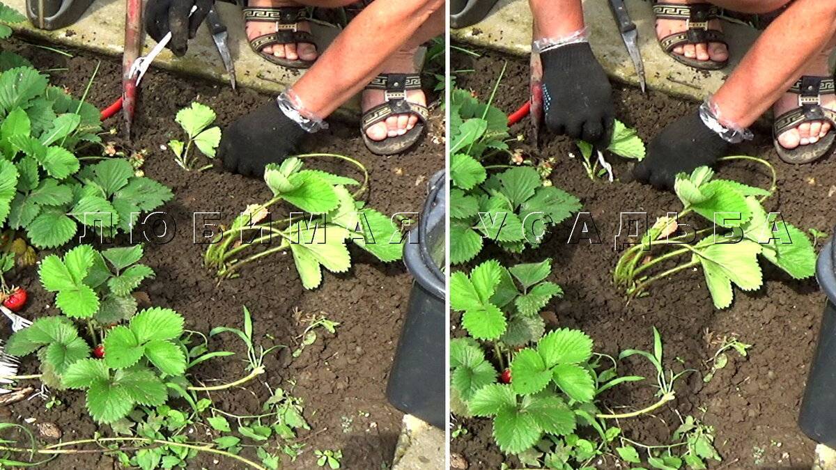 Посадка рассады клубники, как сажать клубнику правильно в открытый грунт весной - почва.нет