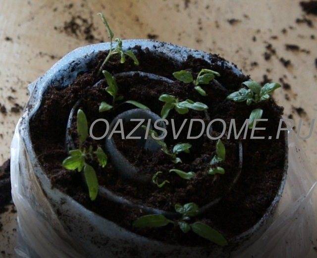 Пикировка томатов в улитку