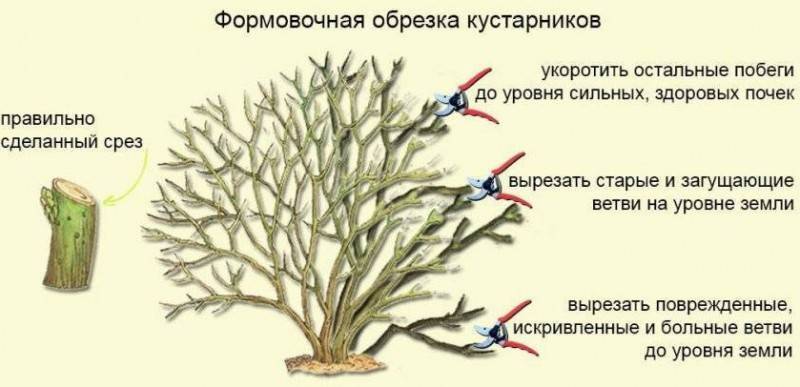 Почему отличаются обрезки черной и красной смородины и как их правильно делать?