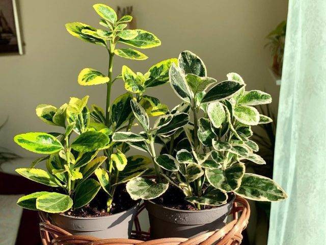 Бересклет (Euonymus) – уход, фото, виды