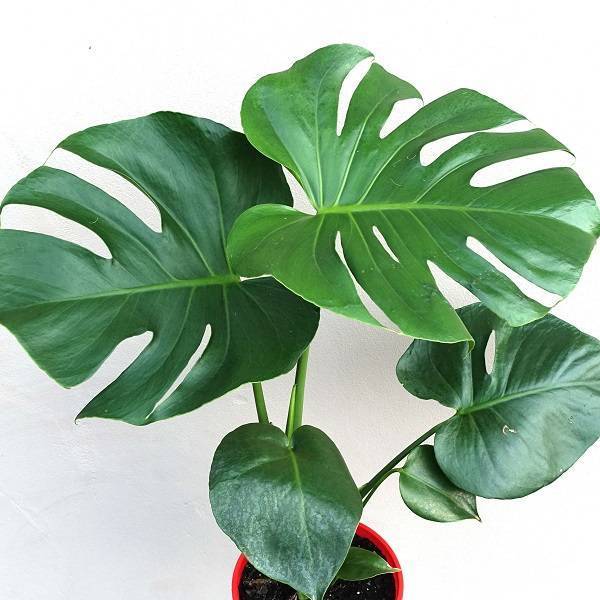 Монстера (Monstera) – уход, фото, виды