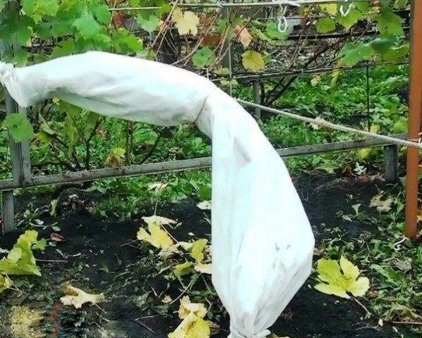 Виноград осенью: обрезка, посадка и уход