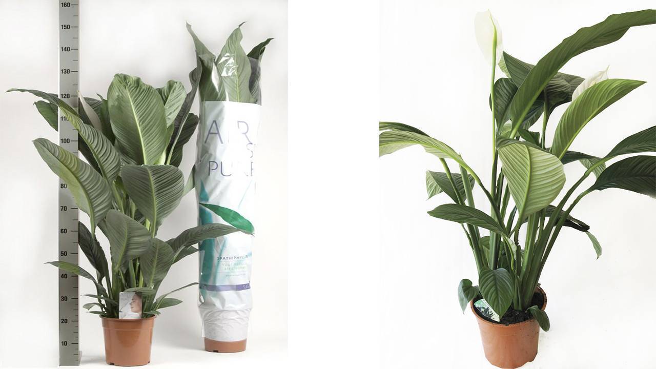 Спатифиллум (Spathiphyllum) – уход, фото, виды