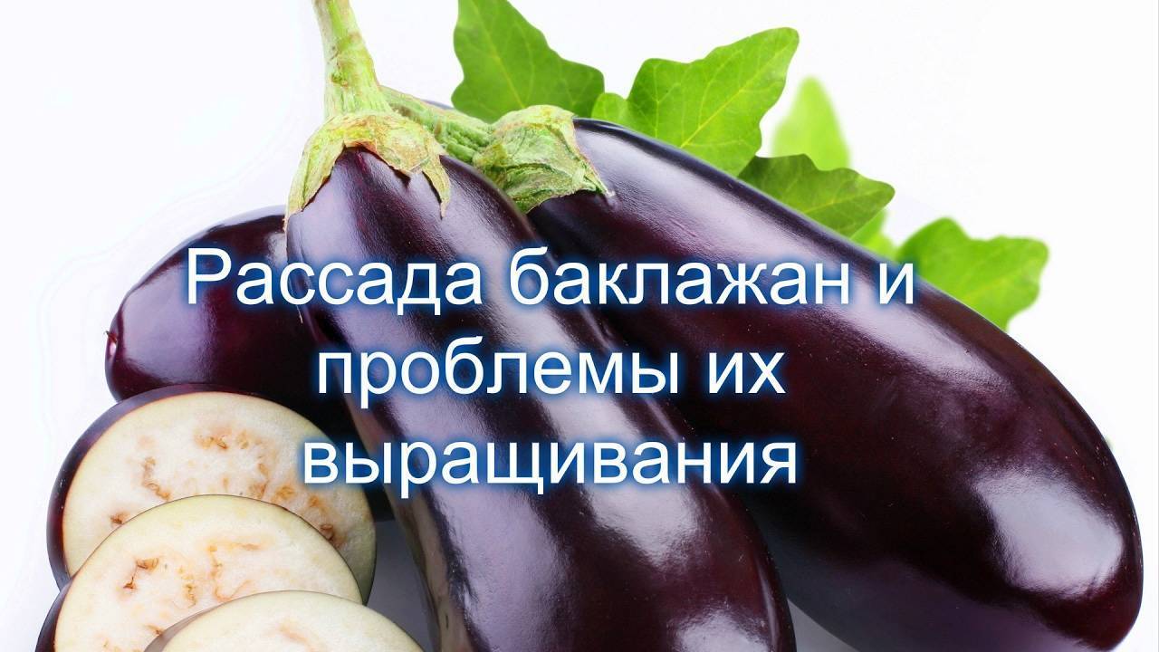 Когда высаживать рассаду баклажанов в открытый грунт: сроки для разных регионов