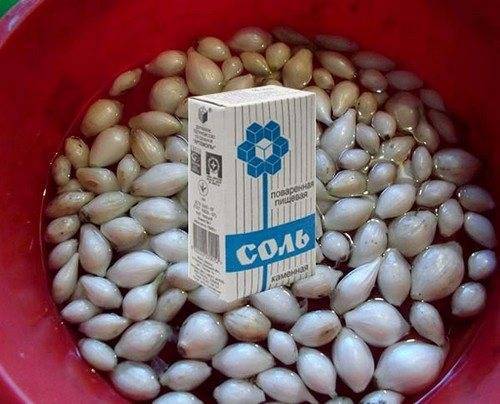 Бамия волшебная во всех отношениях