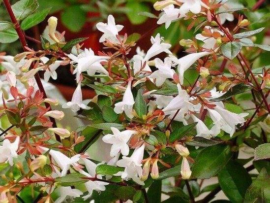 Абелия (Abelia) – уход, фото, виды