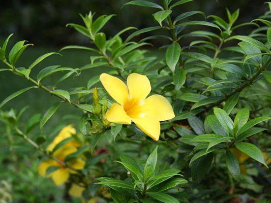 Алламанда (Allamanda) – уход, фото, виды