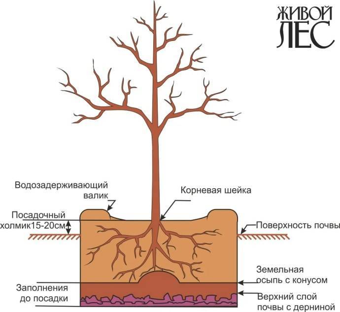 Кустарники