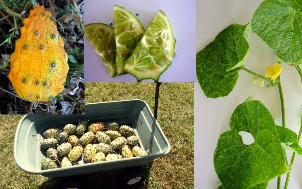 Кивано: как правильно выращивать и как его едят? какой вкус и где растет - инструкция +видео