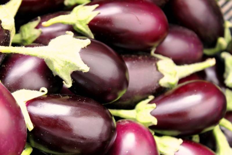 Как вырастить вкусные баклажаны – чем подкормить, чтобы увеличить урожайность в разы?