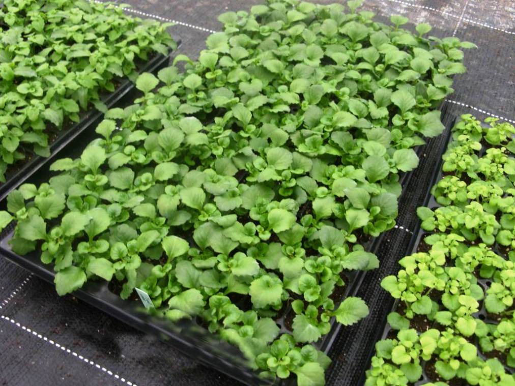 Как можно пикировать лобелию